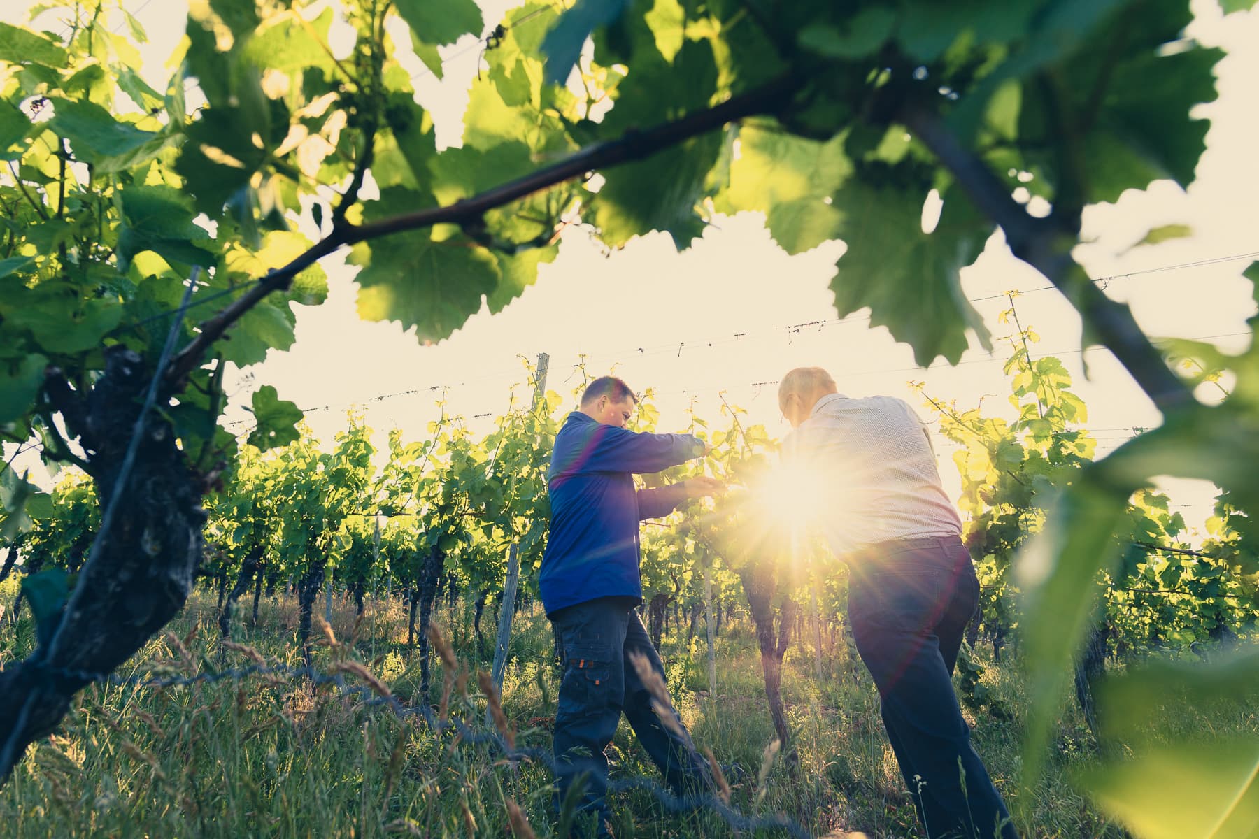 Weingut Höfling